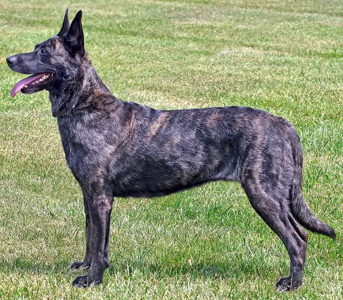 Foto van een hollandse herder