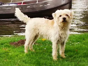 Foto van een hollandse smoushond