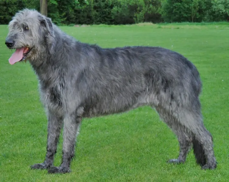Foto van een ierse wolfshond