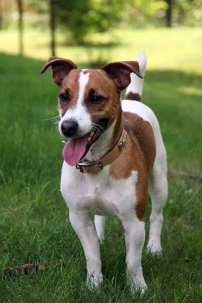 Foto van een jack russell terriër