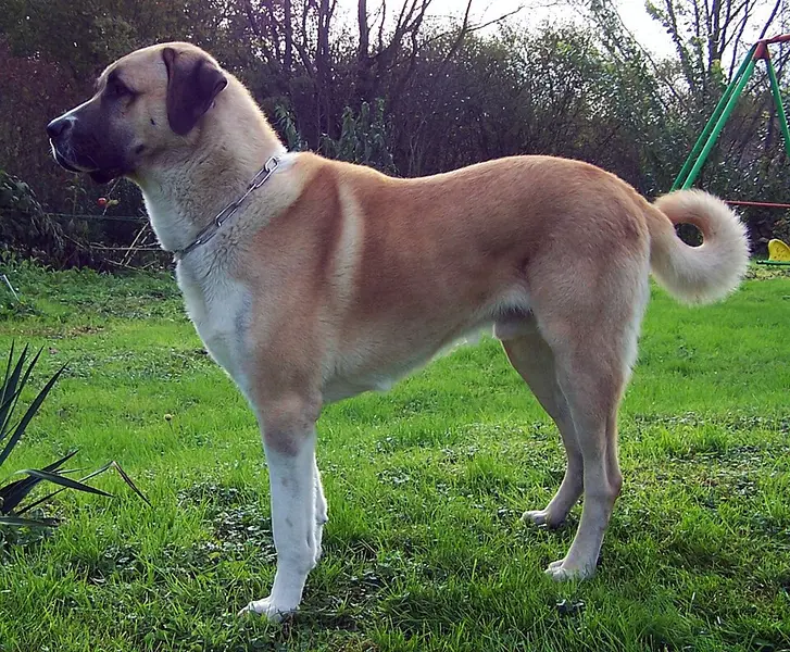 Foto van een kangal
