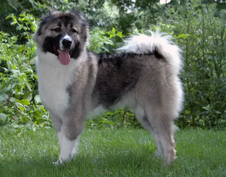 Foto van een kaukasische herder