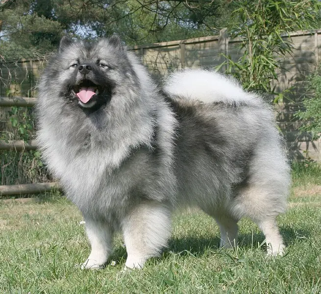 Foto van een keeshond