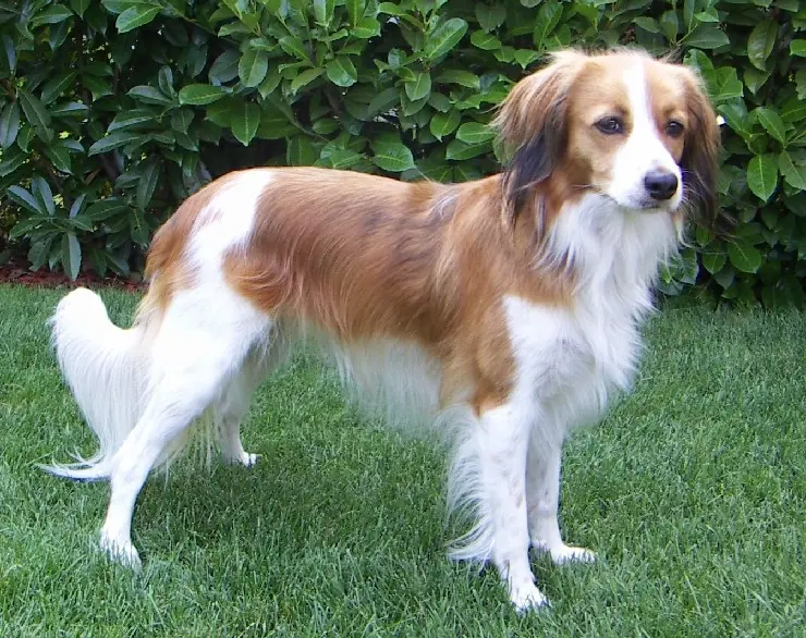 Foto van een kooikerhondje