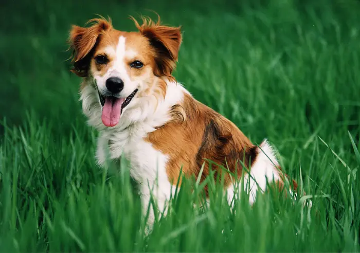 Foto van een kromfohrländer