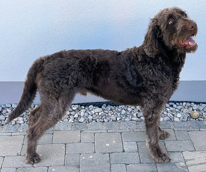 Foto van een labradoodle