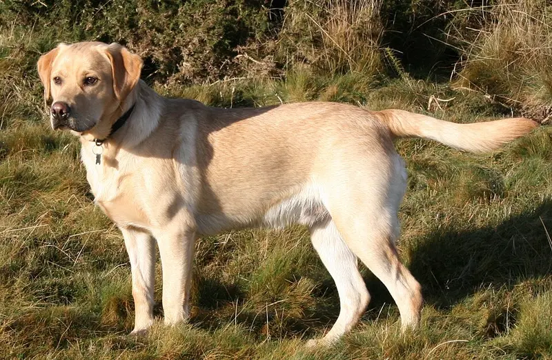 Foto van een labrador retriever