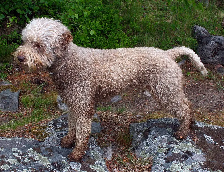 Foto van een lagotto romagnolo