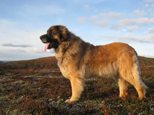 Foto van een leonberger