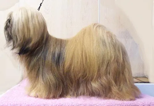 Foto van een lhasa apso