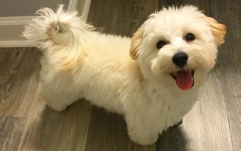Foto van een maltipoo