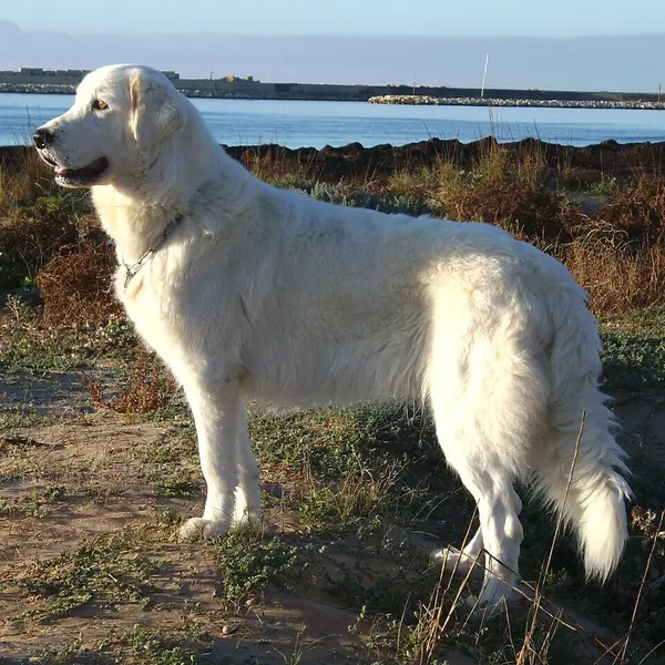 Foto van een maremma