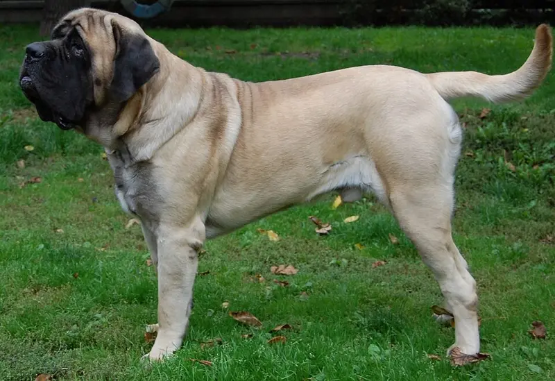 Foto van een mastiff