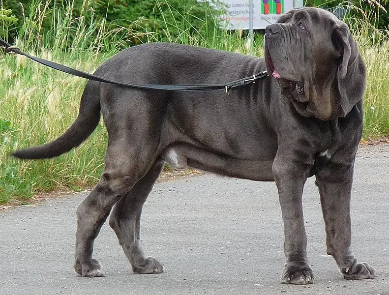 Foto van een mastino napoletano