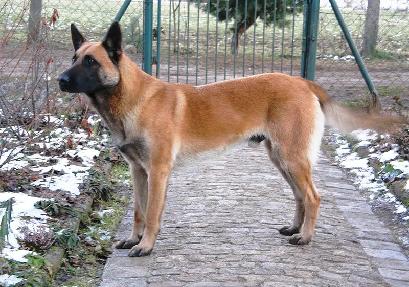 Foto van een mechelse herder