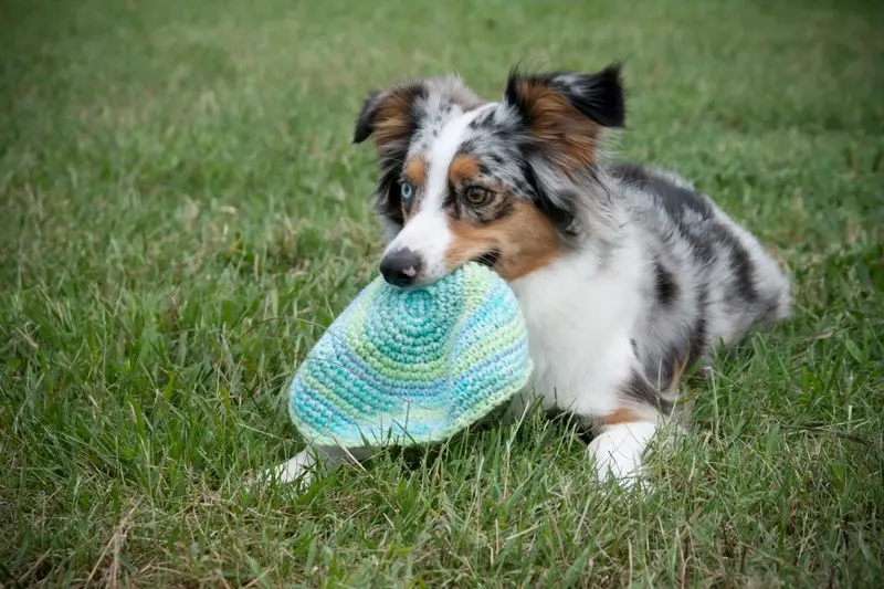 Foto van een mini australian shepherd (miniature american shepherd)
