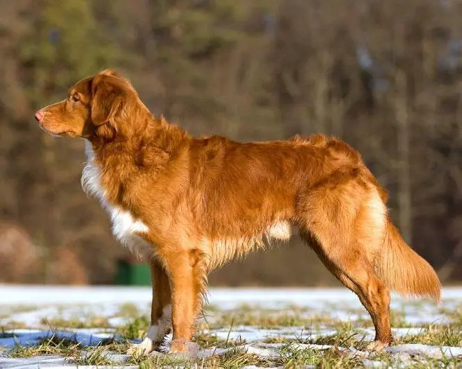 Foto van een nova scotia duck tolling retriever