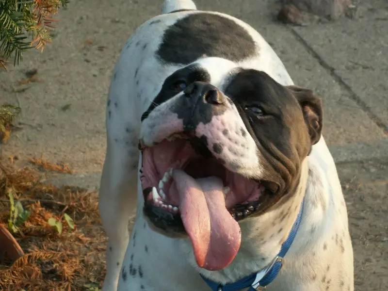 Foto van een old english bulldog (olde english bulldogge)