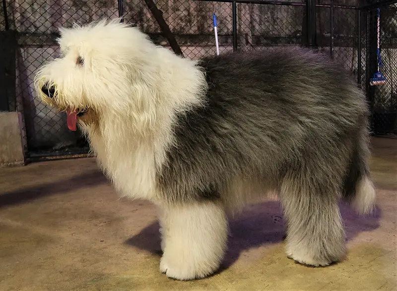 Foto van een old english sheepdog