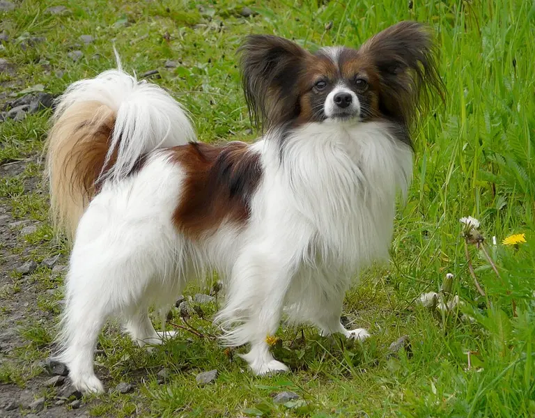Foto van een papillon
