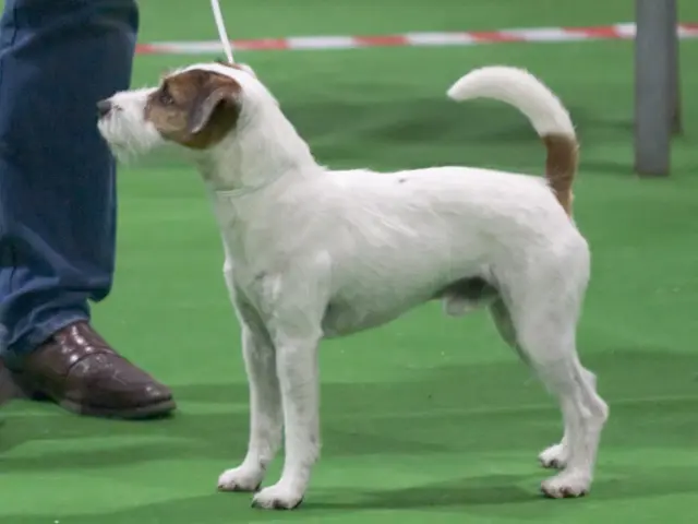 Foto van een parson russell terriër