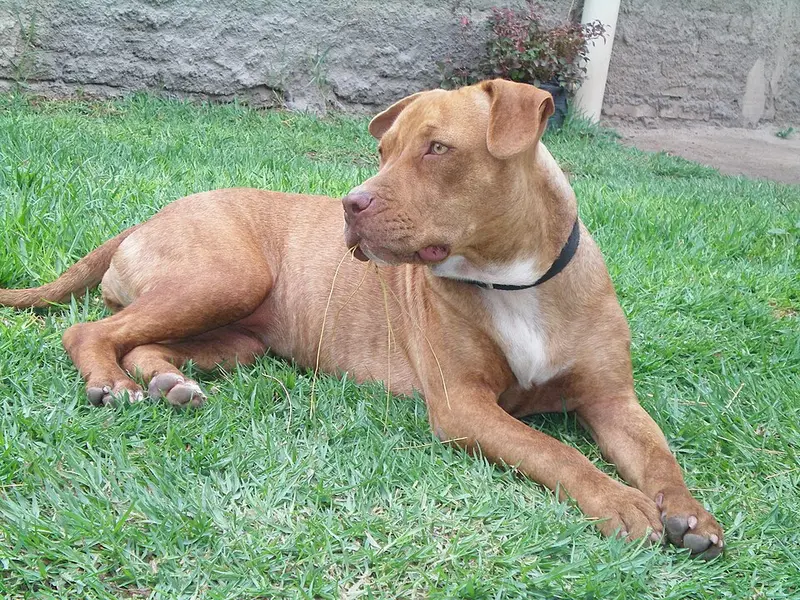 Foto van een pitbull (american pit bull terriër)