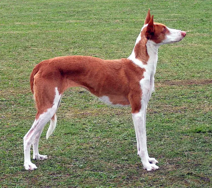 Foto van een podenco ibicenco