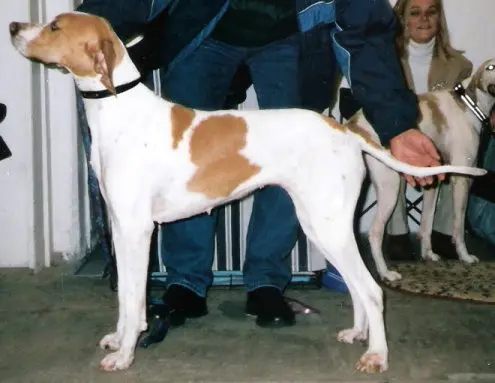 Foto van een pointer