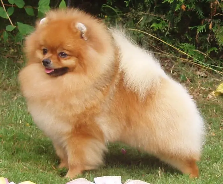 Foto van een pomeranian