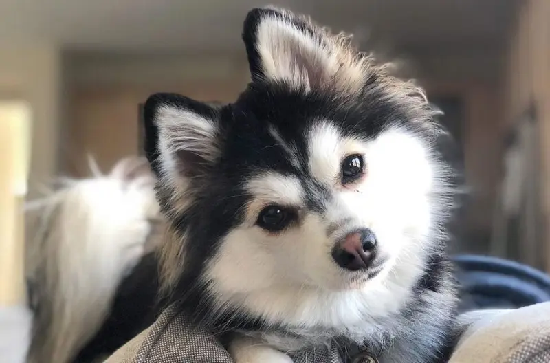 Foto van een pomsky