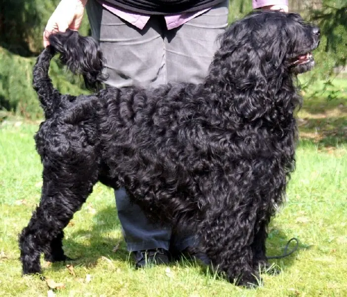 Foto van een portugese waterhond