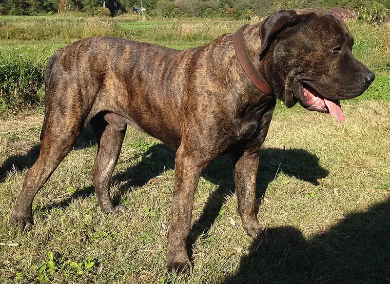 Foto van een presa canario