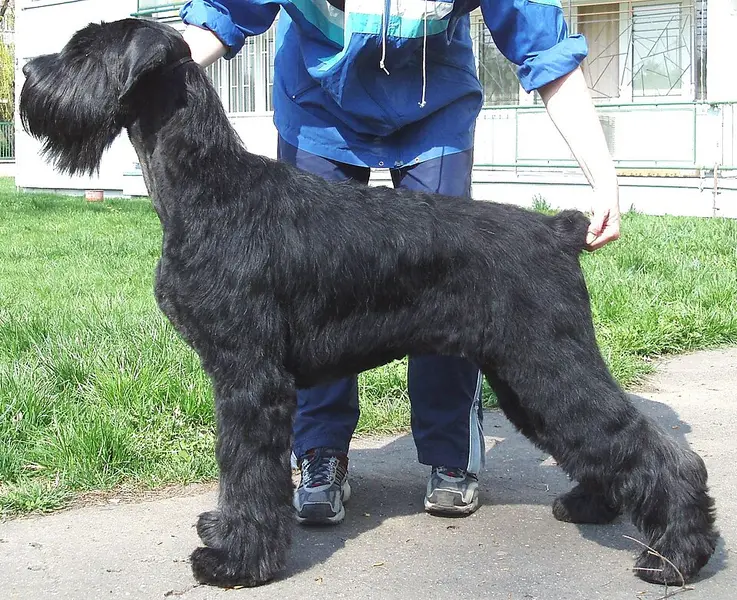 Foto van een reuzenschnauzer