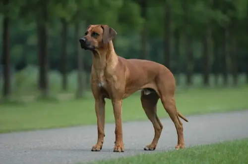 Foto van een rhodesian ridgeback
