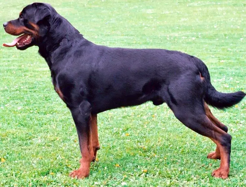 Foto van een rottweiler