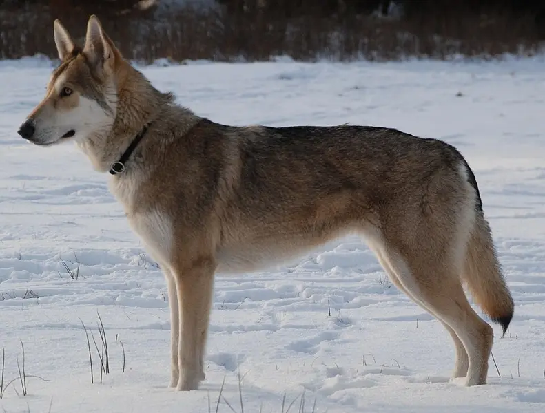 Foto van een saarlooswolfhond