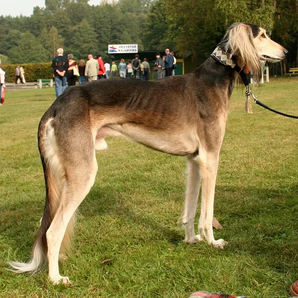 Foto van een saluki