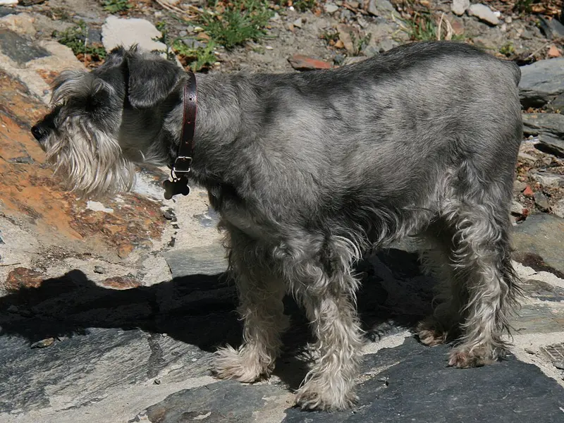 Foto van een schnauzer