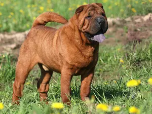 Foto van een shar-pei