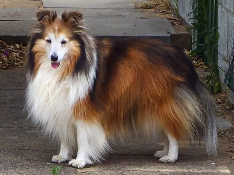 Foto van een shetland sheepdog
