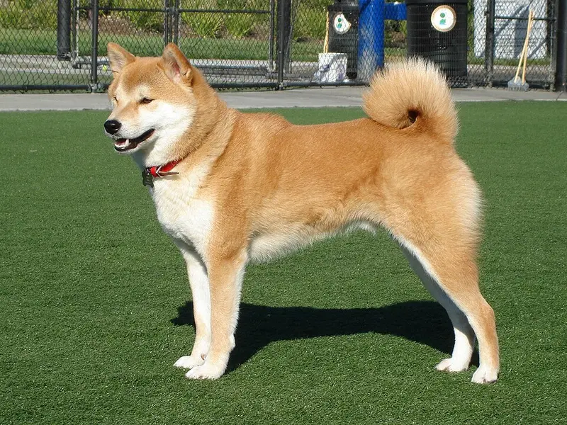 Foto van een shiba inu