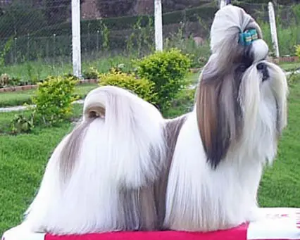 Foto van een shih tzu