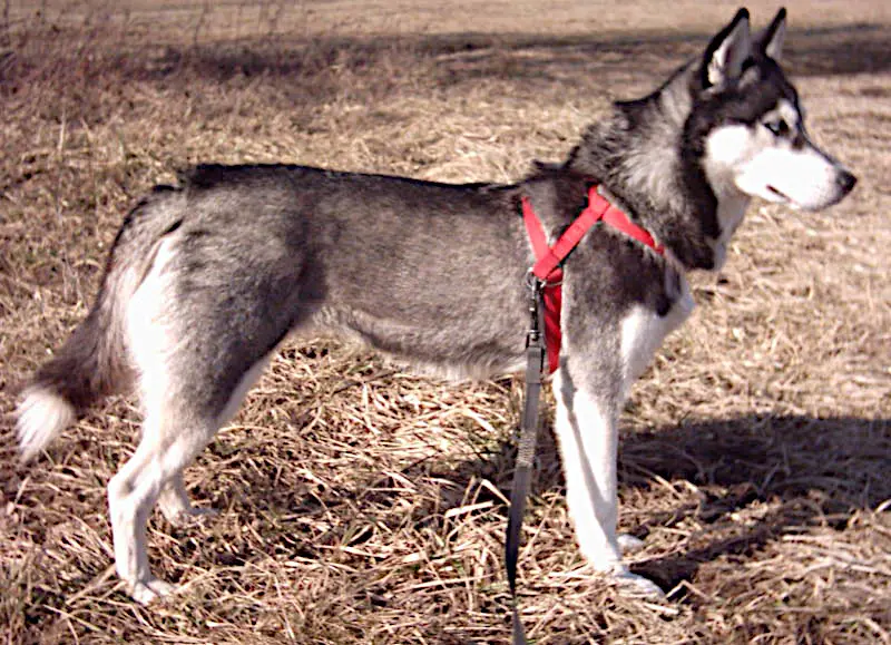 Foto van een siberische husky