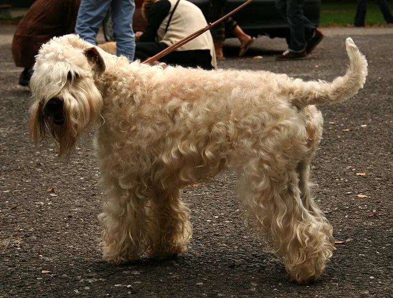 Foto van een ierse soft coated wheaten terriër
