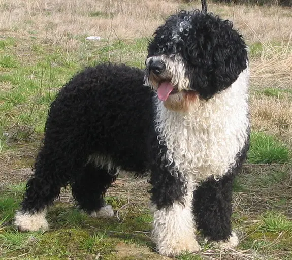 Foto van een spaanse waterhond