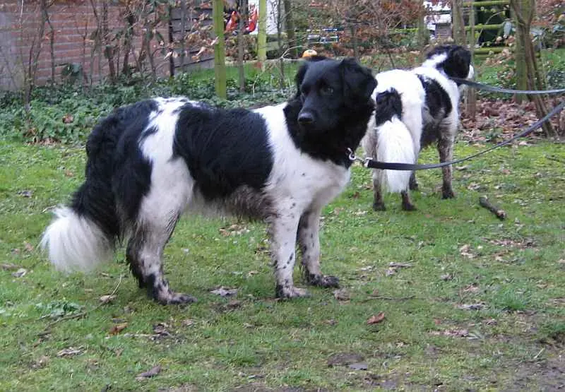 Foto van een stabijhoun