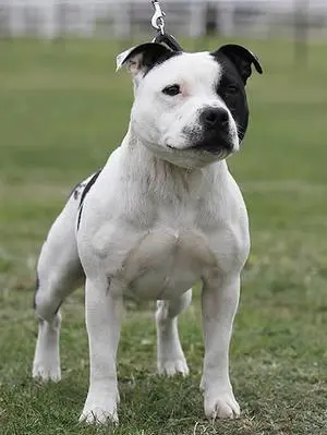 Foto van een staffordshire bull terriër