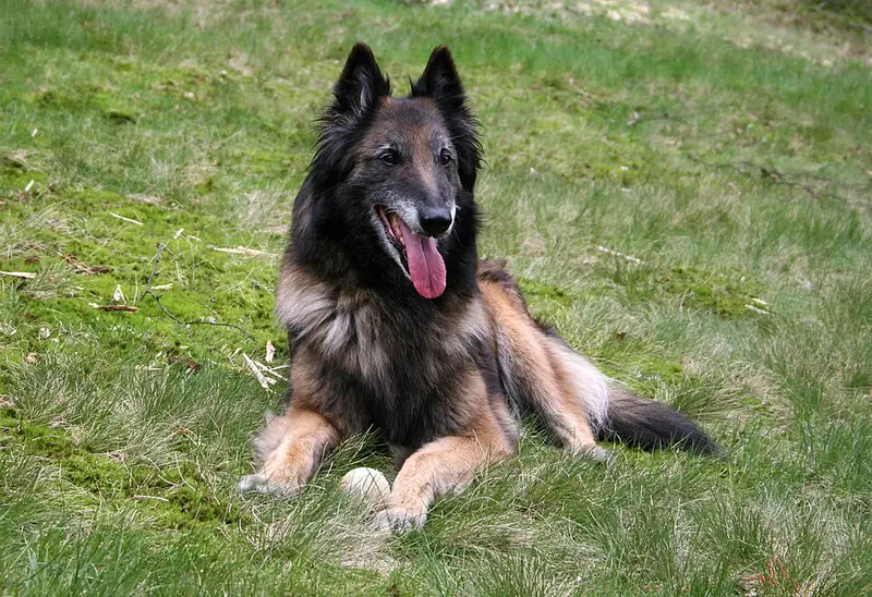 Foto van een tervuerense herder