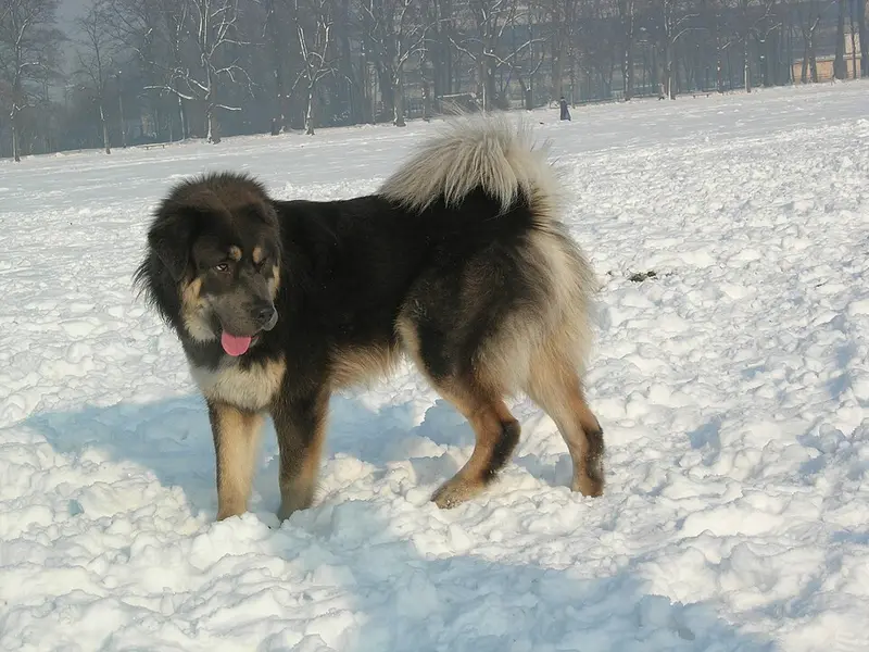 Foto van een tibetaanse mastiff