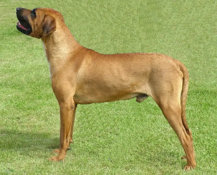 Foto van een tosa inu